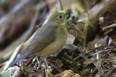 Siberian Blue Robin (female)