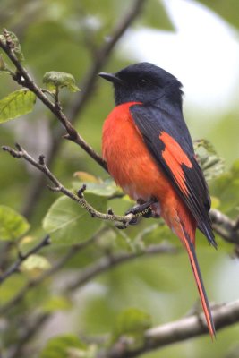 Short-billed Minivet (male)