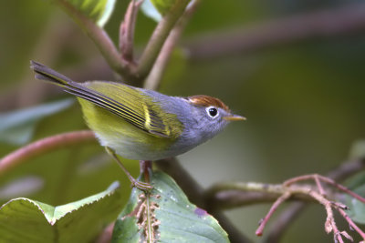 Chestnut-crowned Warbler