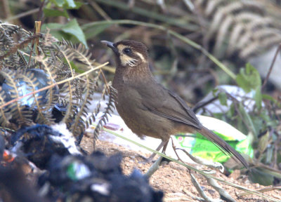 425 - White-browed Laughingthrush