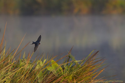 Barn Swallow over the lake in early morning