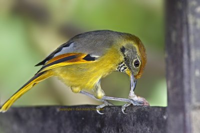 Chestnut-winged Minla