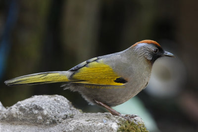 Chestnut-crowned Laughingthrush