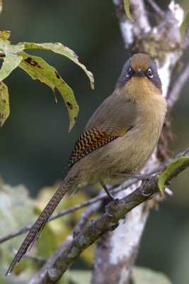 Spectacled Barwing