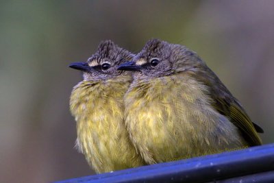 Flavescent Bulbuls