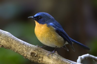 Hill Blue Flycatcher (male)
