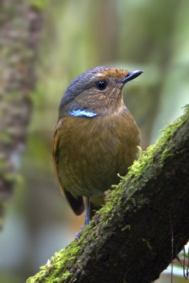 Large Niltava (female)