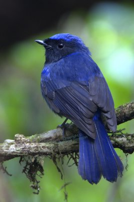 Large Niltava (male)