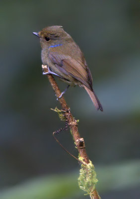 Small Niltava (female)