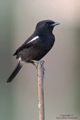 Pied Bushchat (male)