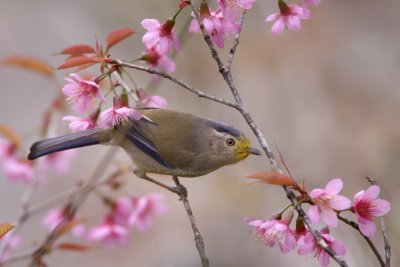 Blue-winged Minla