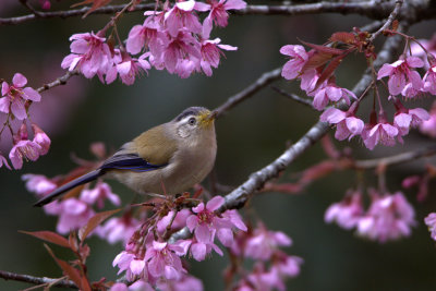 Blue-winged Minla