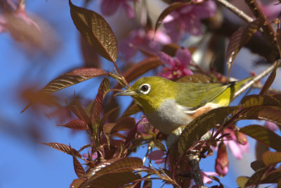 Chestnut-flanked Whiteeye