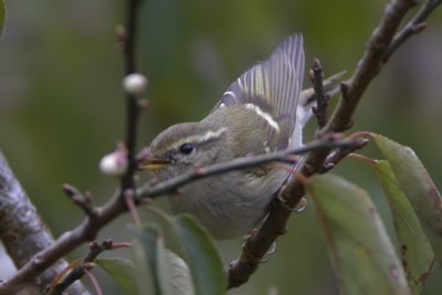 Unidentified Warbler 1