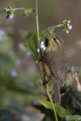Buff-throated Warbler