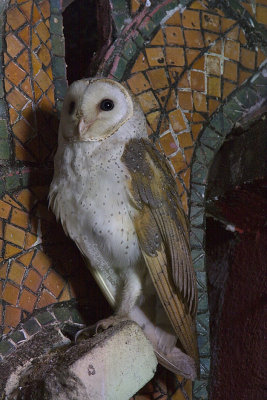 430 - Barn Owl