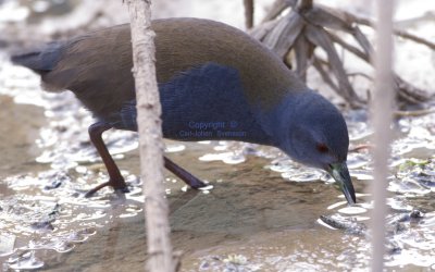 Black-tailed Crake