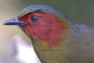 Red-faced Liocichla in full detail