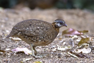 Scaly-breasted Partridge