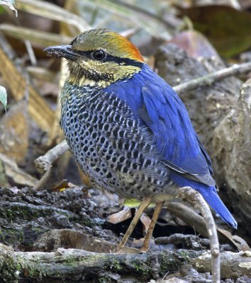 Blue Pitta