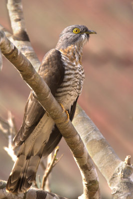 Large Hawk-cuckoo