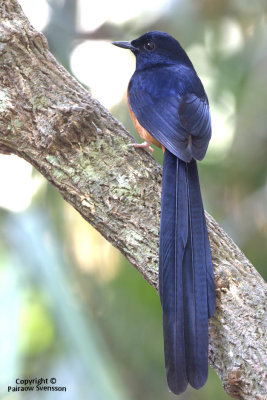 White-rumped Shama