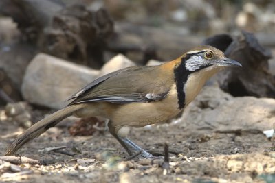 Greater Necklaced Laughingthrush