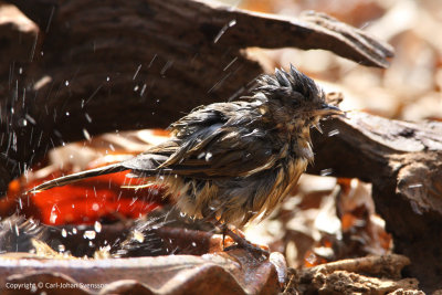 Brown-cheeked Fulvetta