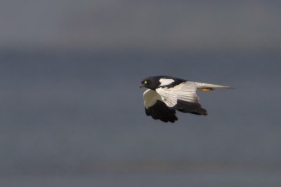 Pied Harrier (male)