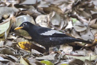 White-winged Blackbird (male)