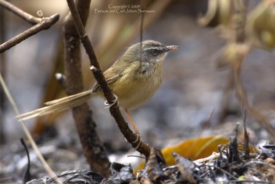 Hill Prinia