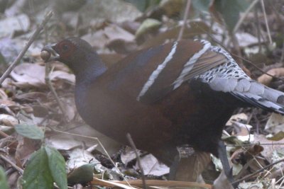 Humes Pheasant (male, feeding)