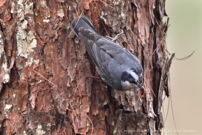 Giant Nuthatch (male)