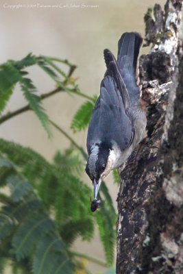 450 - Giant Nuthatch