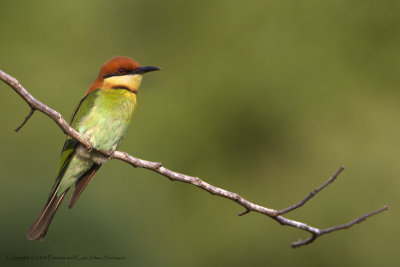 Chestnut-headed Bee-eater