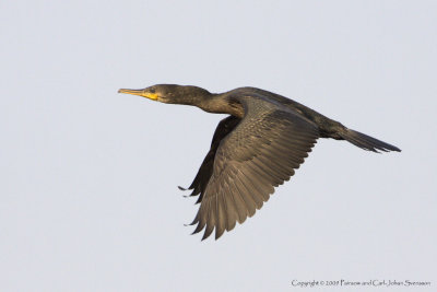 Indian Cormorant (non-breeding)