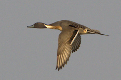 452 - Northern Pintail