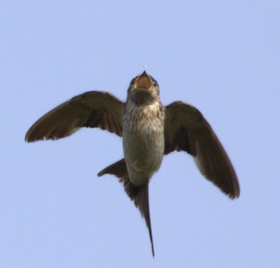 Red-rumped Swallow