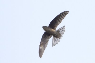 Asian Palm Swift