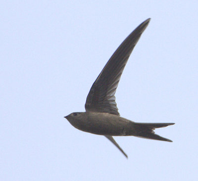 Asian Palm Swift