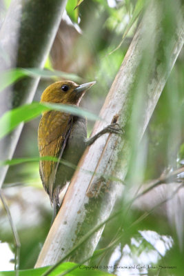 Bamboo Woodpecker (female)