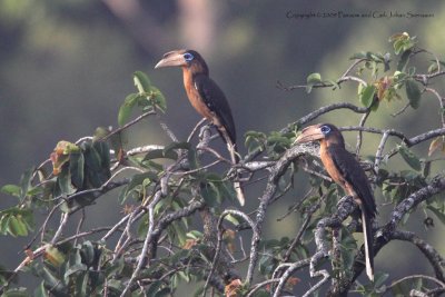 Rusty-cheeked Hornbills