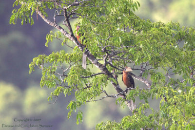Rusty-cheeked Hornbills