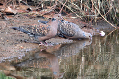 Oriental Turtle Dove