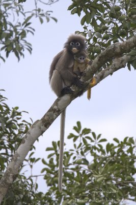 Dusky leaf Monkey