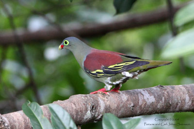 Thick-billed Green Pigeon (male)