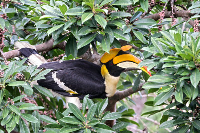 Great Hornbill (male)