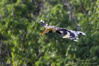 Great Hornbill (female)