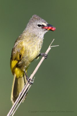 Flavescent Bulbul