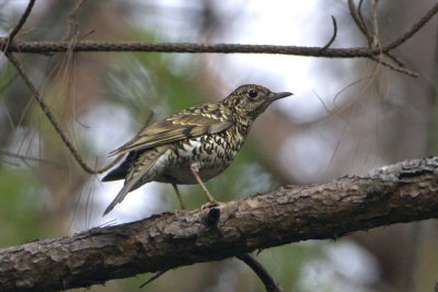 Scaly Thrush